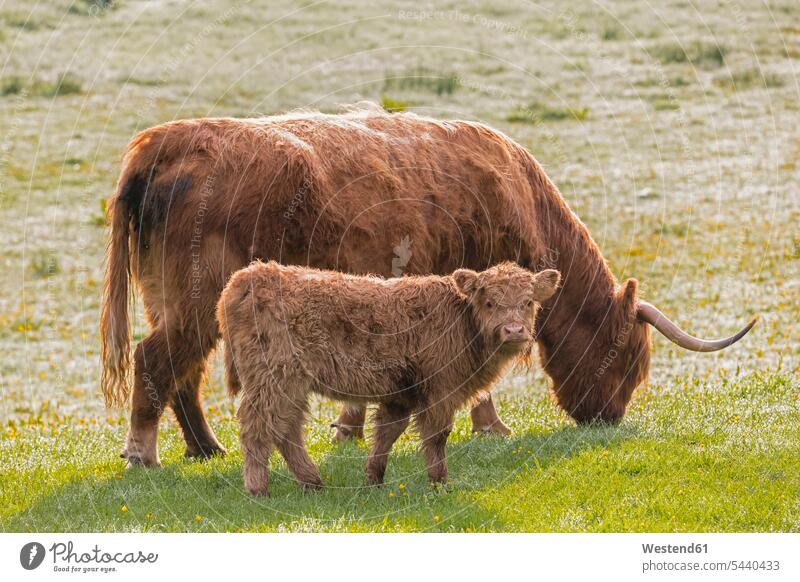 Großbritannien, Schottland, Schottische Highlands, Hochlandrinder mit Jungtier Horn Hoerner Hörner Tiermotive Tierthemen Tierwelt Tiere Vieh Viehbestand Tag