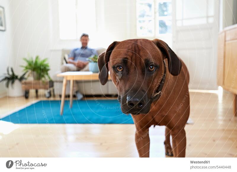 Rhodesian Ridgeback im Wohnzimmer stehend, im Hintergrund ein Mann auf einer Couch sitzend beobachten zuschauen ansehen Wohnen Sofa Couches Liege Sofas Hund