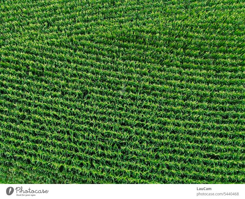 Ästhetische Landwirtschaft - Maisterliches Muster Maisfeld Linien Ackerbau Nutzpflanze Vogelperspektive Sommer Landschaft Feld
