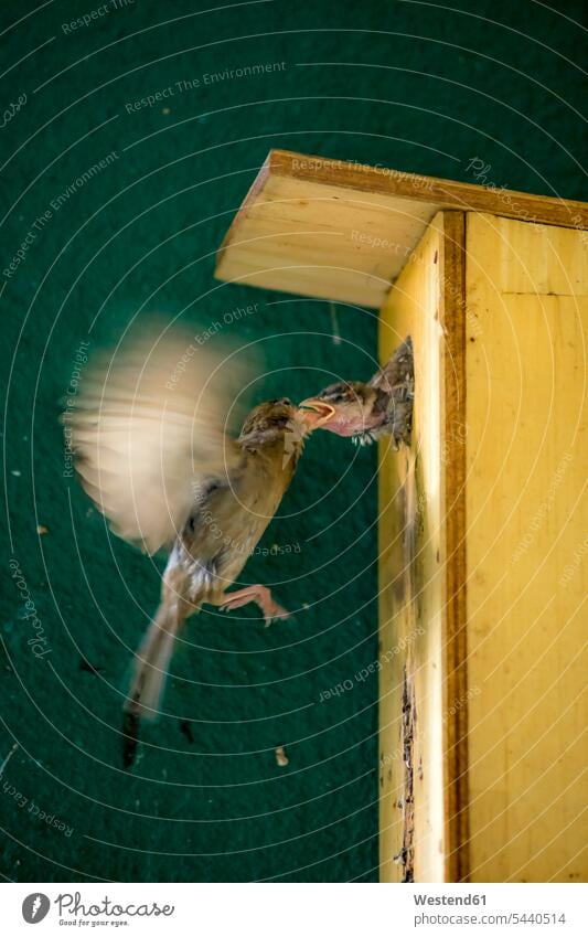 Sperling füttert Jungvogel Bewegung sich bewegen Außenaufnahme draußen im Freien Berlin offen geöffnet Insekt Kerbtiere Insecta Insekten junge Tiere Jungtier