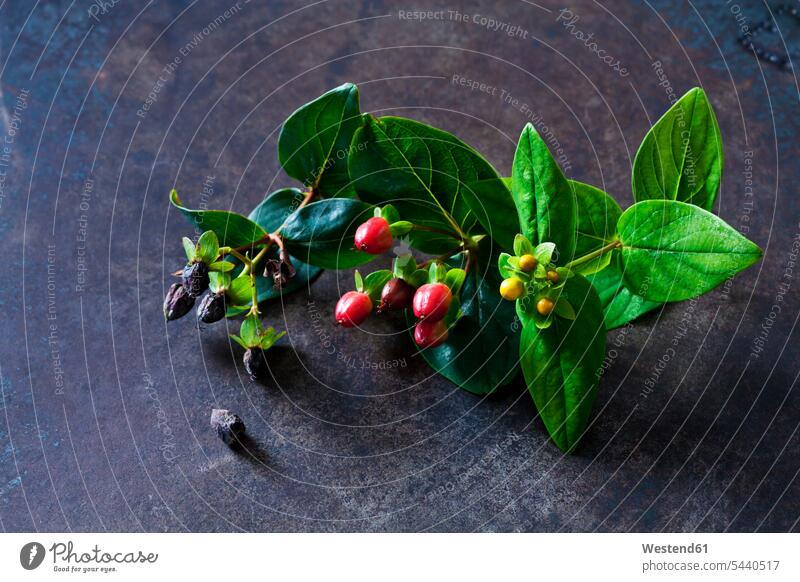 Johanniskraut mit Blütenknospen und Früchten grün Draufsicht Vogelperspektive von oben Aufsicht Kräutermedizin Pflanzenheilkunde Phytotherapie