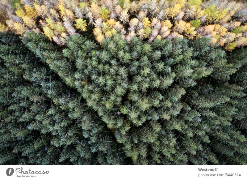 Großbritannien, Schottland, Kiefernwald Pinie Pinien Schirmkiefer Steinkiefer Mittelmeerkiefer Pinus pinea herbstlich Veränderung Wandel Veränderungen