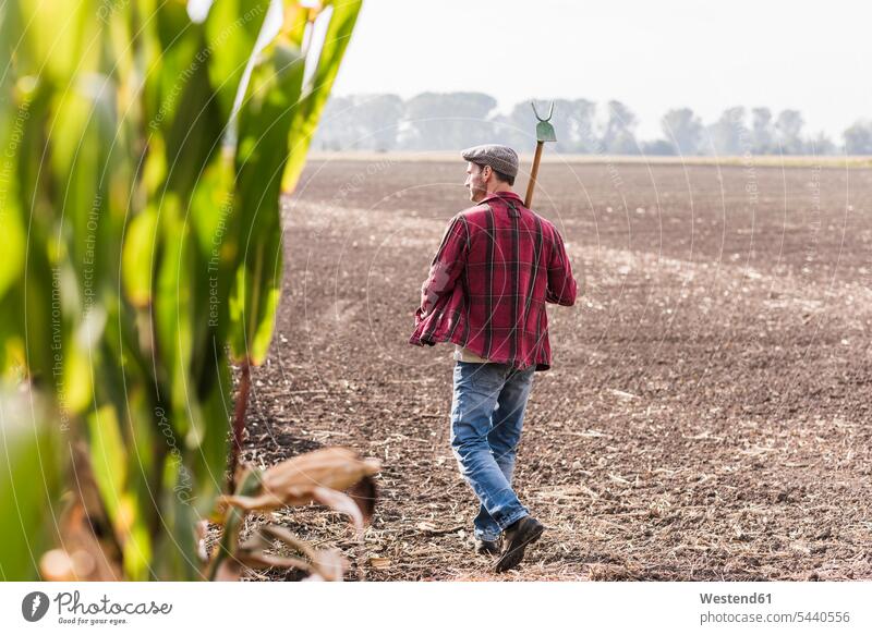 Landwirt geht am Maisfeld entlang Bauer Landwirte Bauern gehen gehend Mann Männer männlich Feld Felder Landwirtschaft Erwachsener erwachsen Mensch Menschen