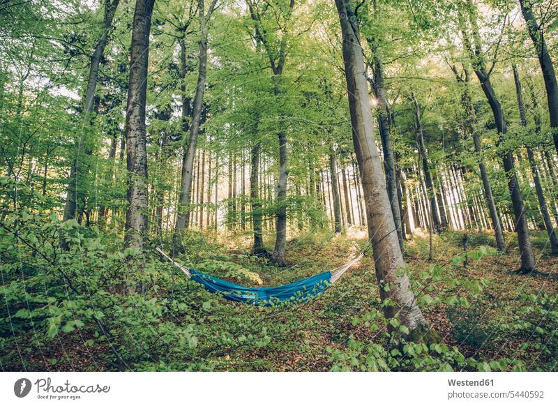 Deutschland, Rheinland-Pfalz, Vulkaneifel, Holzmaar, Hängematte zwischen Bäumen im Wald Reise Travel Forst Wälder Downshifting Einfaches Leben Simple Living