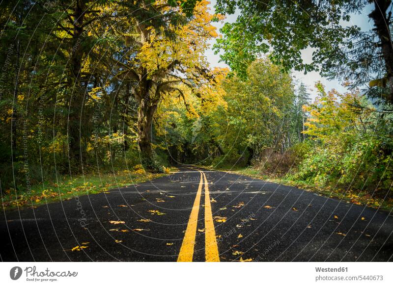 USA, Bundesstaat Washington, Hoher Regenwald, Straße im Herbst Kalifornien California Natur Der Weg nach vorne Außenaufnahme draußen im Freien Leere Straße