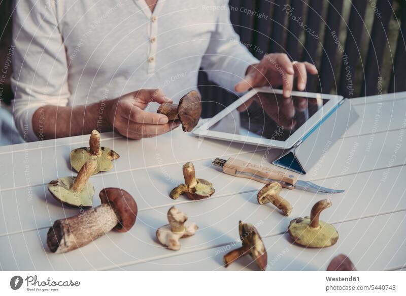 Männerhand hält Scharlachroter Steinpilz beim Lesen von Informationen auf digitalem Tablett Pilz Fungi Pilze Tablet Computer Tablet-PC Tablet PC iPad