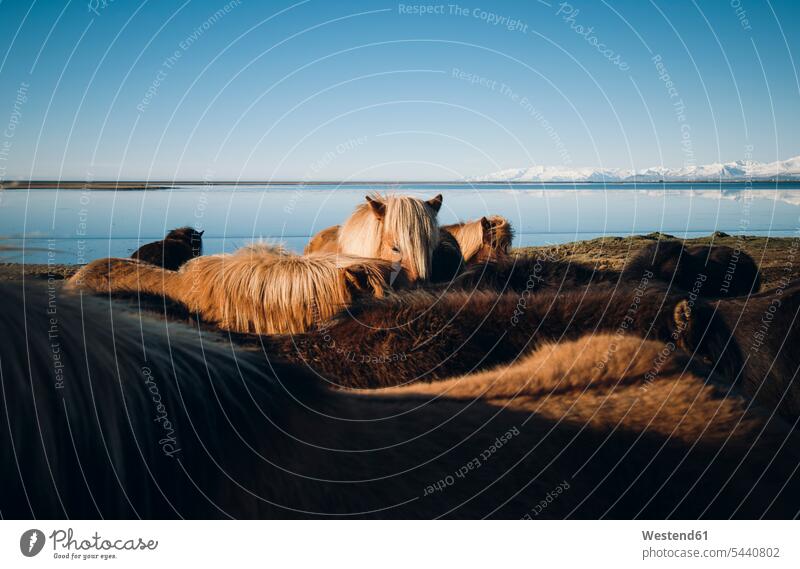 Island, Islandpferde an der Küste Küstenlandschaft Himmel Tierwelt Fauna Tierwelten wolkenlos ohne Wolken Textfreiraum Tiermotive Tierthemen Landschaft