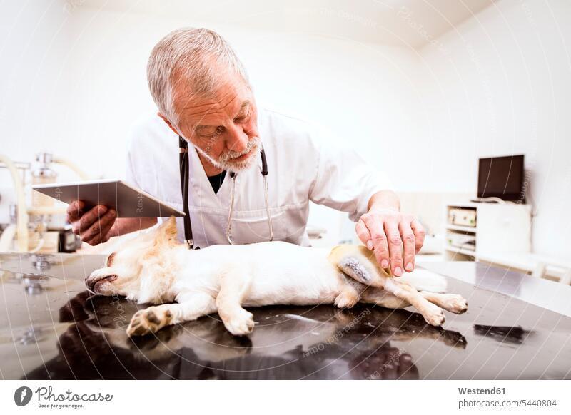 Leitender Tierarzt mit Tablette untersucht verletzten Hund in Klinik Tiermediziner Tierärzte Veterinär Veterinäre untersuchen prüfen Tablet Computer Tablet-PC