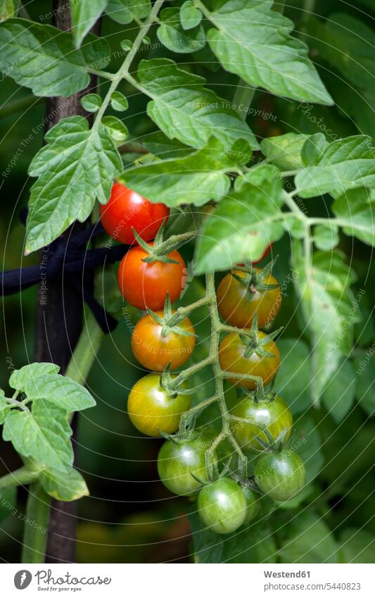 Bio-Straubentomaten unreif Tomate Speisetomaten Tomaten Außenaufnahme draußen im Freien Gemüseanbau Gemueseanbau Gartenbau Rispe Panicula Rispen Biogemüse bio