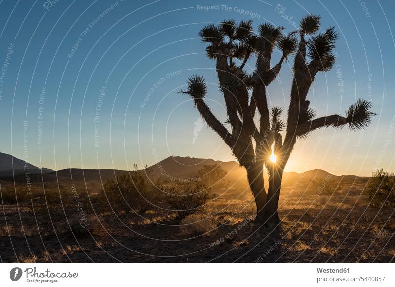 USA, Nevada, Joshua Tree bei Sonnenaufgang Niemand Natur Linsenreflexion Blendenflecken Reflexlicht Lens Flare Außenaufnahme draußen im Freien