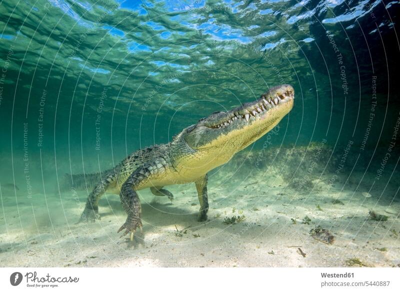 Mexiko, Amerikanisches Krokodil unter Wasser Natur schwimmen tauchen Gewässer Faszination Ehrfurcht einflößend faszinierend Tiermotive Tierthemen Textfreiraum
