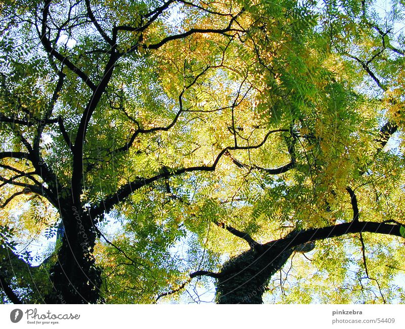 baum Baum Blatt ruhig grün Himmel Frieden blau Schatten tree sky leaves foliage silence blue shadow