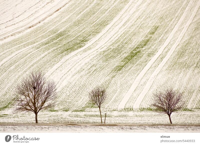 schneeüberzogenes Feld mit drei Bäumen und einer Landstraße im Vordergrund Winter Winterlandschaft ländlich Baum Schneedecke Klima Frost Blog Jahreszeiten