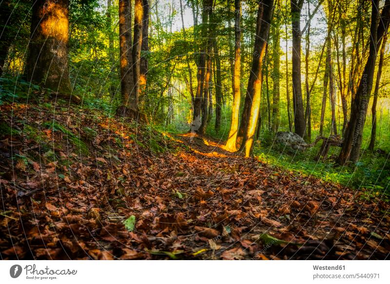 Slowenien, Bovec, Triglav-Nationalpark, Kanin-Tal im Herbst Herbstlaub Wald Forst Wälder Herbstwald Ruhe Beschaulichkeit ruhig Waldboden Tag am Tag
