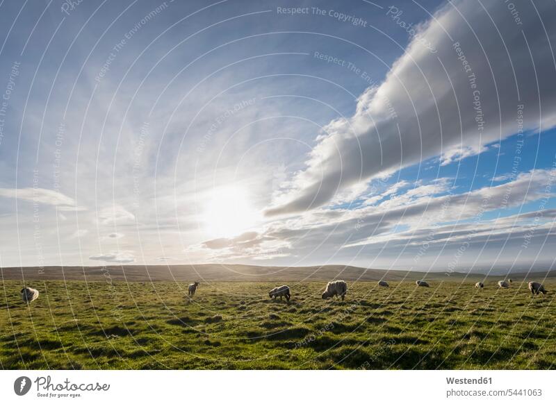 UK, Schottland, Caithness, Küste von Duncansby Head, Schafe auf der Weide Landschaftsaufnahme Landschaftsfotografie Tag am Tag Tageslichtaufnahme tagsueber