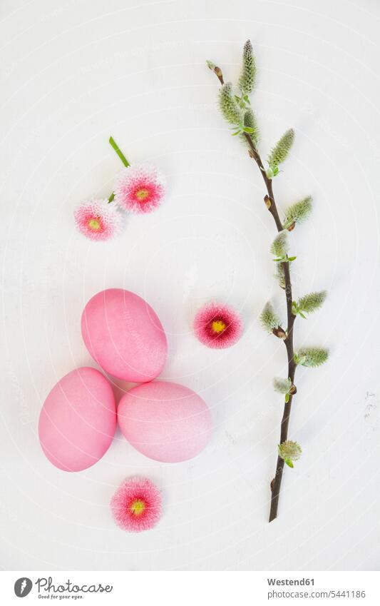 Handgefärbte rosa Ostereier mit Gänseblümchen- und Kätzchendekoration auf Holzgrund faerben färben gefaerbt Do-it-Yourself DIY Floristik Natur Frühling Frühjahr