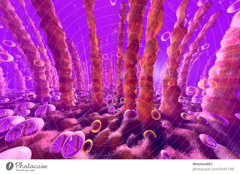 3D-Darstellung von Lungen- oder Leberzellen mit darin schwebenden Sauerstoffblasen Kugel Kugeln Organe Fortschritt Bildsynthese 3D-Rendering 3D Rendering