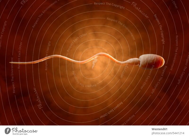Sperma, 3D-Wiedergabe Spermium Spermatozoon Spermien Samenfaden Samenzelle Samenzellen Zelle Zellen leuchtend strahlend hell Genetik Vererbungslehre