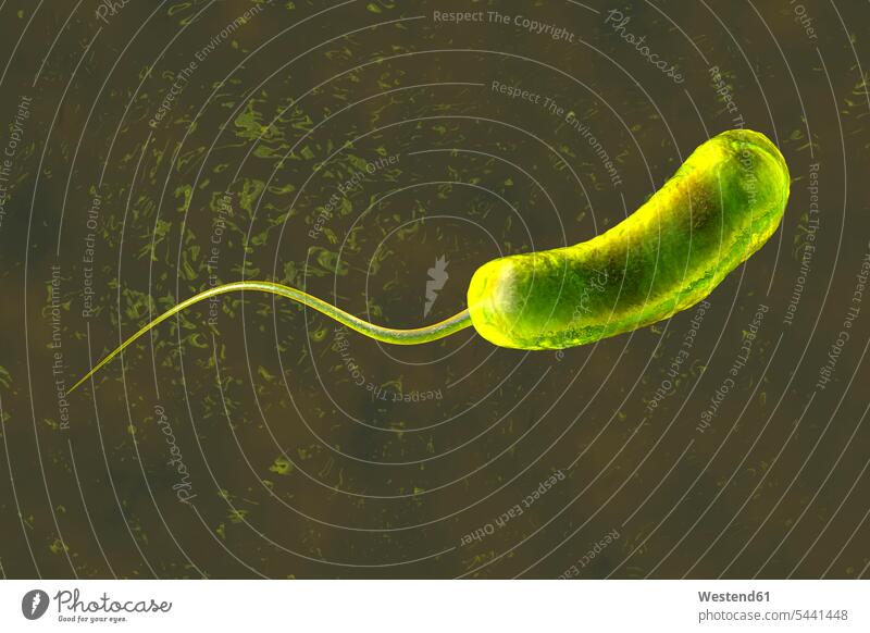 3D-gerenderte Illustration einer Konvergenz zu einem Vibrio Cholerae Bakterium, das Cholera verursacht Forschung Forschen Form Formen Makro Makroaufnahme