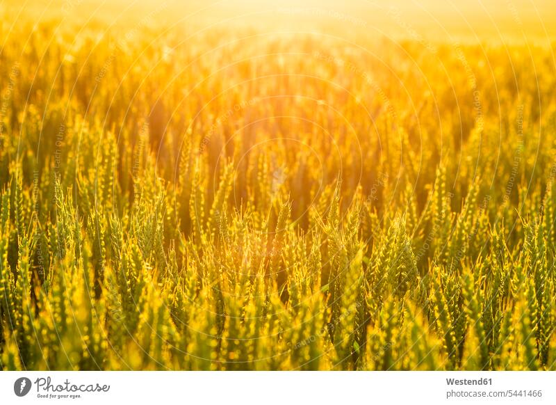 Weizenfeld bei Sonnenuntergang gelb gelber gelbes Sonnenschein sonnig Wachsen Wachstum Kulturpflanze Kulturpflanzen Getreide Nutzpflanzen Korn Getreidepflanze