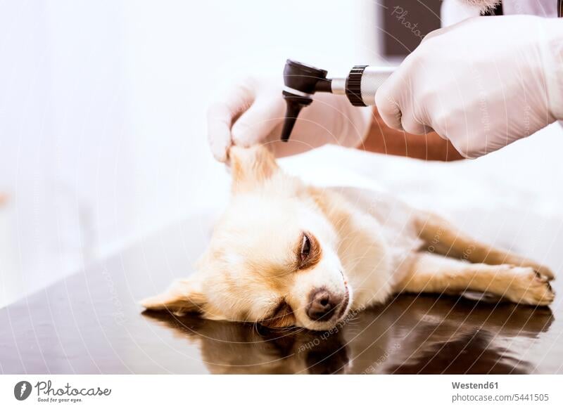 Nahaufnahme eines Tierarztes, der einen Hund in der Klinik untersucht Tiermediziner Tierärzte Veterinär Veterinäre Hunde untersuchen prüfen Veterinärmedizin