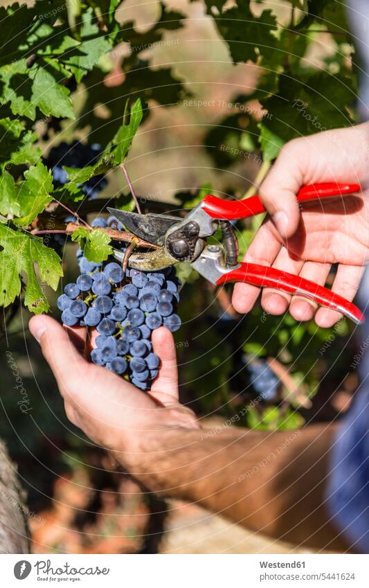 Nahaufnahme des Menschen bei der Weinlese im Weinberg Weingaerten Weingarten Weingärten Weinberge arbeiten Arbeit schneiden ernten Ernte Mann Männer männlich
