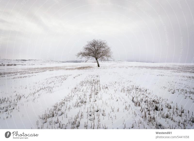Spanien, einzelner kahler Baum in schneebedeckter Winterlandschaft kalt Kälte Bäume Baeume kahle Bäume Textfreiraum Abgeschiedenheit Einsamkeit abgeschieden