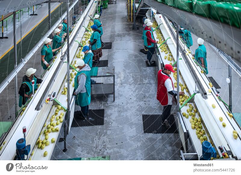 Frauen arbeiten in einer Apfel-Fabrik Südafrika reife Frau reife Frauen Frau mittleren Alters Frauen mittleren Alters nur Frauen authentisch Authentizität