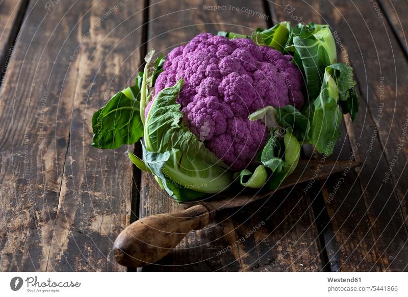 Violetter Blumenkohl und altes Messer auf Holz Food and Drink Lebensmittel Essen und Trinken Nahrungsmittel Ungewöhnlich außergewöhnlich außergewoehnlich