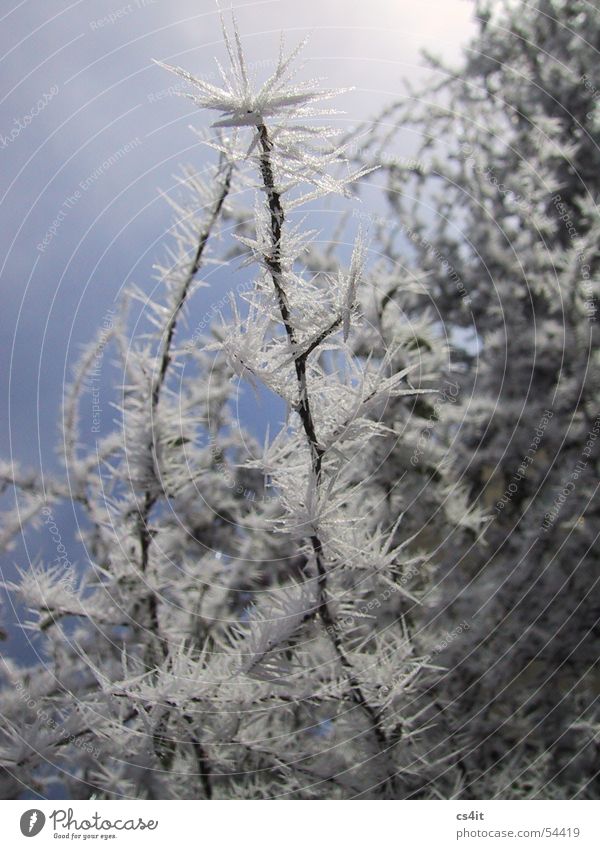 eiskalt erwischt Eiskristall Pflanze Raureif Winter Nebel Schneelandschaft ruhig Kristallstrukturen Frost Freiheit Freude Natur Makroaufnahme
