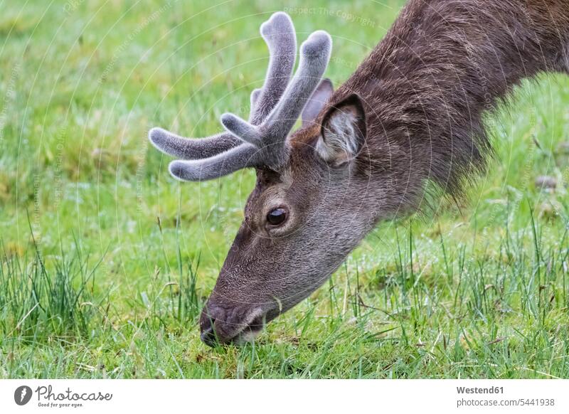 Grossbritannien, Schottland, Hochland, Glencoe, Rotwildbeweidung Profil Profile Wildtier Wildtiere Geweih Gehörn Geweihe Gehoern ein Tier 1 Einzelnes Tier eins