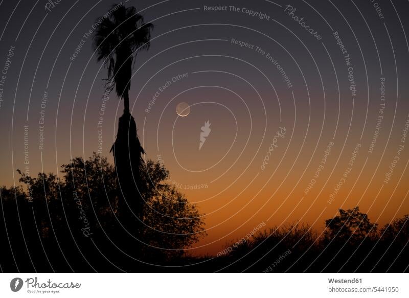 Namibia, Region Khomas, bei Uhlenhorst, Astrofoto, Neumondsichel mit Palmen im Vordergrund Stimmung stimmungsvoll Universum All Weltraum Weltall Kosmos