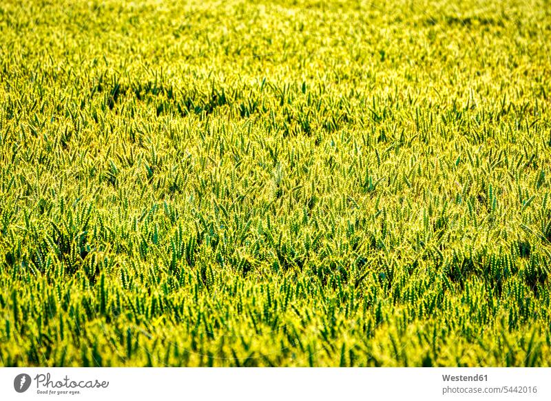 UK, Schottland, Weizenfeld Hintergrund Textfreiraum unreif Kulturpflanze Kulturpflanzen Getreide Nutzpflanzen Ähre Getreideähre Ähren ländliches Motiv