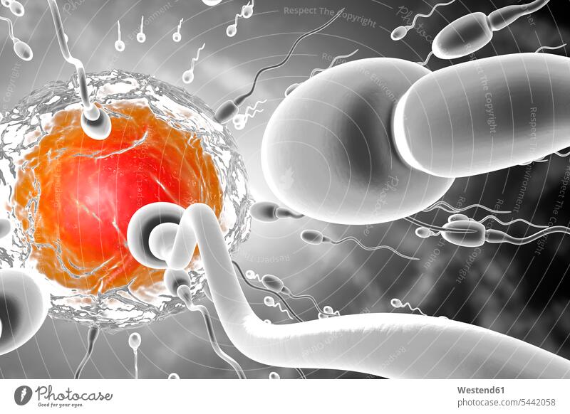 3D-gerenderte Illustration, Visualisierung von Spermien, die zu einer Eizelle rasen, um sie zu befruchten Bewegung sich bewegen Fülle Fuelle Vorteil vorteilhaft