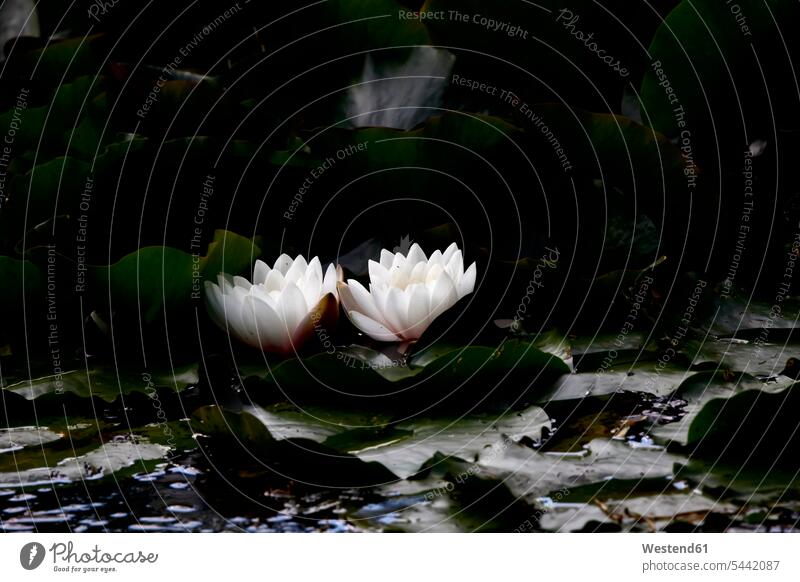Seerosen auf einem Teich Stimmung stimmungsvoll blühen erblühen blühend Schönheit der Natur Schoenheit der Natur Textfreiraum kontraststark kontrastreich Tag