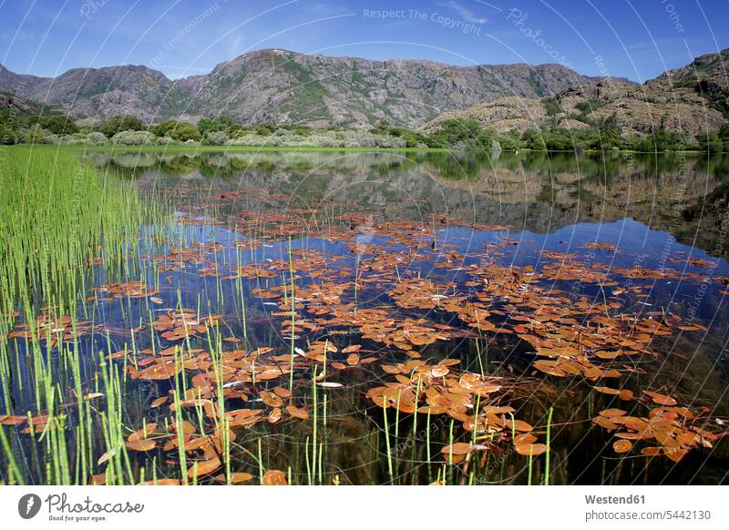 Spanien, Kastilien-León, Provinz Zamora, Naturschutzgebiet Lago de Sanabria Schutzgebiet Schutzgebiete Naturschutzgebiete Berg Berge Seeufer Außenaufnahme
