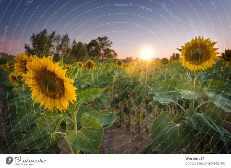 Sonnenblumenfeld bei Sonnenuntergang malerisch pittoresk Himmel Abgeschiedenheit Einsamkeit abgeschieden Nahaufnahme Nahaufnahmen Großaufnahme close up close-up