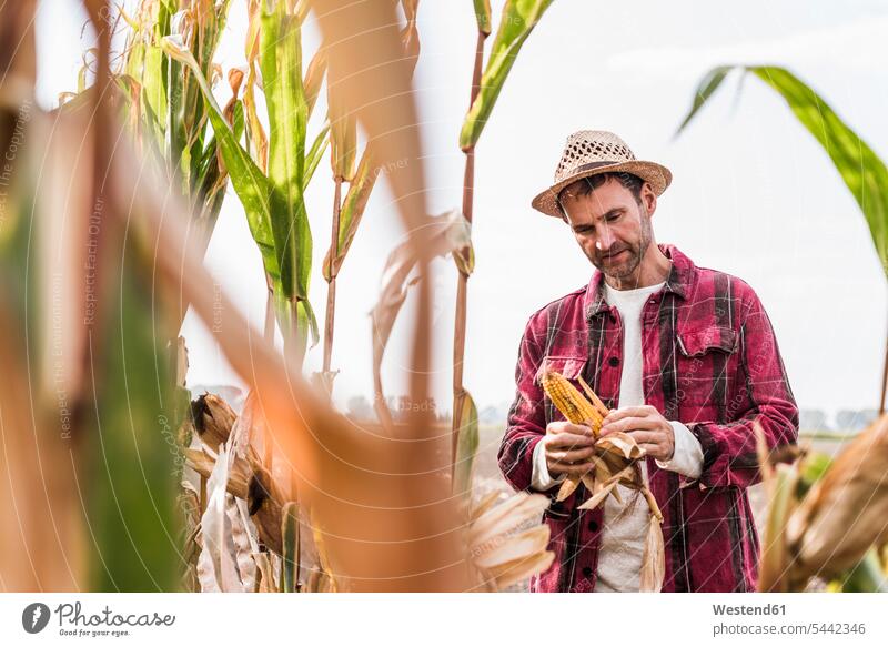 Landwirt auf dem Feld untersucht Maiskolben Bauer Landwirte Bauern Mann Männer männlich Felder Landwirtschaft Erwachsener erwachsen Mensch Menschen Leute People