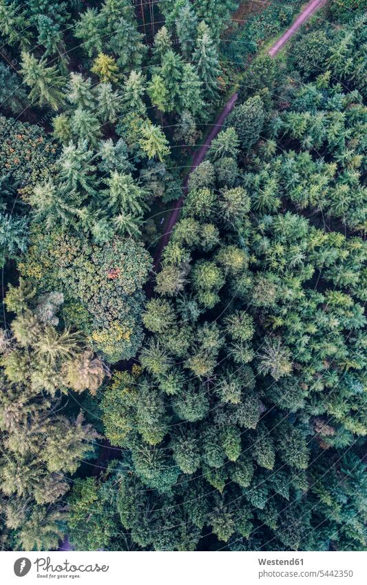 UK, Wales, Kiefernwald von oben gesehen grün Drohne Drohnen Natur Ausschnitt Teil Teilansicht Teilabschnitt Anschnitt Teil von Detail Baumwipfel Wipfel Waldweg