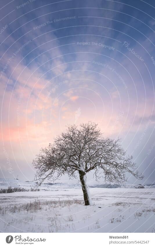 Spanien, Sonnenuntergang in Winterlandschaft mit einzelnem kahlen Baum Abendrot Abendroete Abendröte kalt Kälte bewölkt Bewölkung Wolke bedeckt Wolken