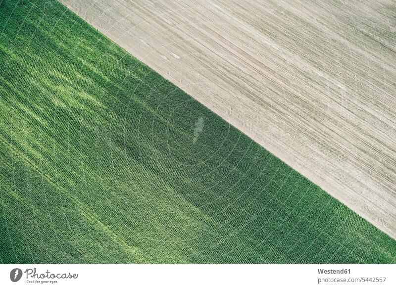 USA, Maisfeld und frisch geerntetes Feld in West-Nebraska Struktur Struktureffekt Strukturen braun Natur Maispflanze Maispflanzen Außenaufnahme draußen