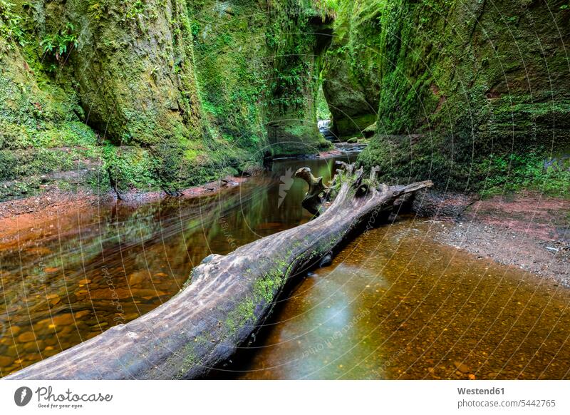 Großbritannien, Schottland, Trossachs-Nationalpark, Finnich-Glen-Canyon, The Devil's Pulpit, River Carnock Burn, Totholz Klamm grün Landschaft Landschaften