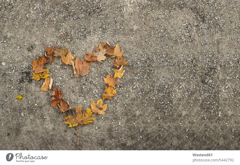 Herzform mit Herbstblättern geformt, Draufsicht Herzformen Herzen Herbstlaub Liebesherzen herzfoermig herzförmig Textfreiraum Vogelperspektive von oben Aufsicht