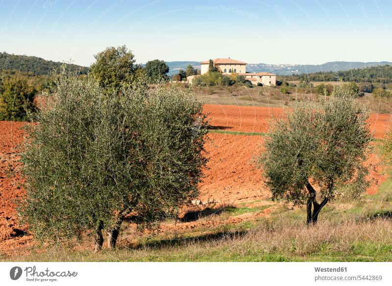 Italien, Toskana, Provinz Siena, Feld- und Olivenbäume typisch Tag am Tag Tageslichtaufnahme tagsueber Tagesaufnahmen Tageslichtaufnahmen tagsüber landestypisch