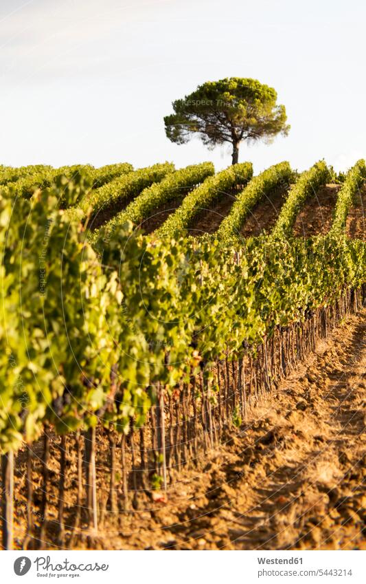 Italien, Toskana, Val di Pesa, Weinberg Reihe aufgereiht in einer Reihe hintereinander nebeneinander Natur Außenaufnahme draußen im Freien Weinrebe Rebe