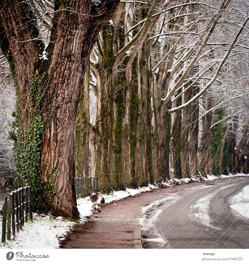 Allee Umwelt Natur Urelemente Winter Klima Eis Frost Schnee Pflanze Baum Freiburg im Breisgau Stadt Verkehr Verkehrswege Straße Kurve einfach groß kalt nass