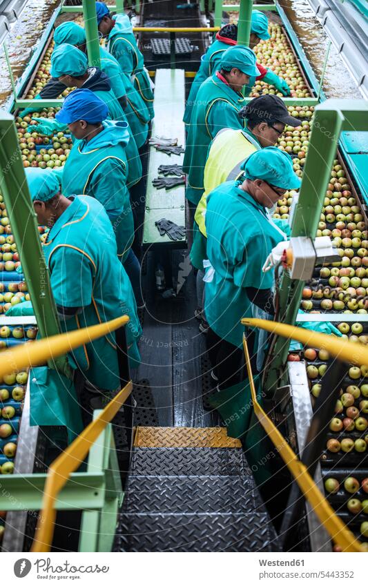 Frauen arbeiten in einer Apfel-Fabrik Schürze Schürzen Maschine Maschinen Gruppe Gruppe von Menschen Menschengruppe Arbeiterin Arbeiterinnen Vogelperspektive
