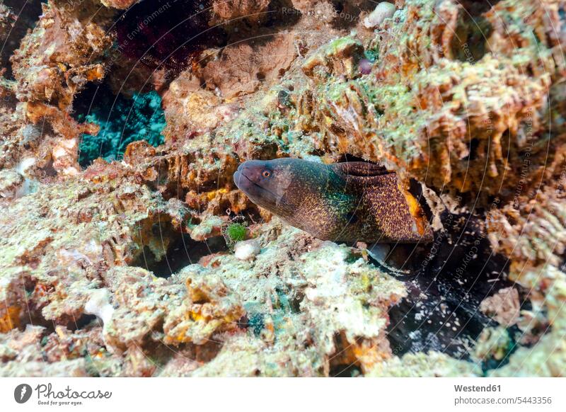 Indonesien, Bali, Nusa Lembongan, Gelbkantige Muräne, Gymnothorax flavimarginatus Leben am und im Wasser Kopf Tierkopf Korallenriff Korallenriffe