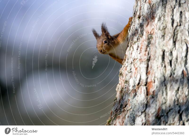 Rotes Eichhörnchen, das hinter dem Baumstamm lugt Niemand Stamm Stämme Baumstämme Textfreiraum neugierig interessiert Neugier Neugierde Sciurus vulgaris gucken