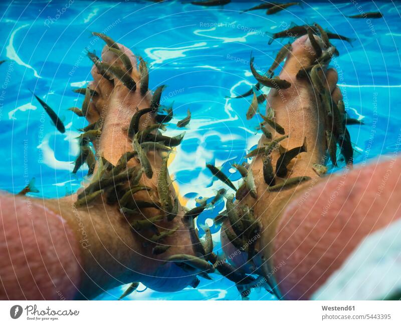 Kangalfische knabbern an der Hornhaut der Füße Europäer Kaukasier Europäisch kaukasisch Gesundheit gesund Tiermotive Tierthemen Lifestyle Lifestyles Spa